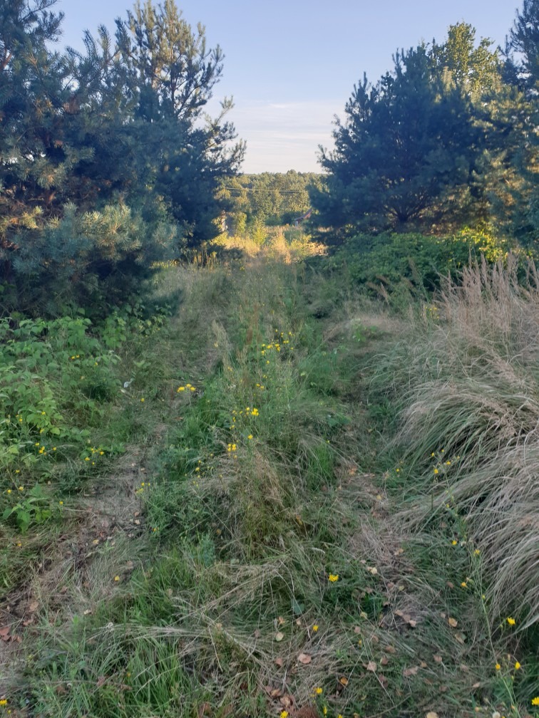 Zarośnięta ścieżka w lesie z wysoką trawą i żółtymi kwiatami, otoczona sosnami, w tle widok na dalszy las.
