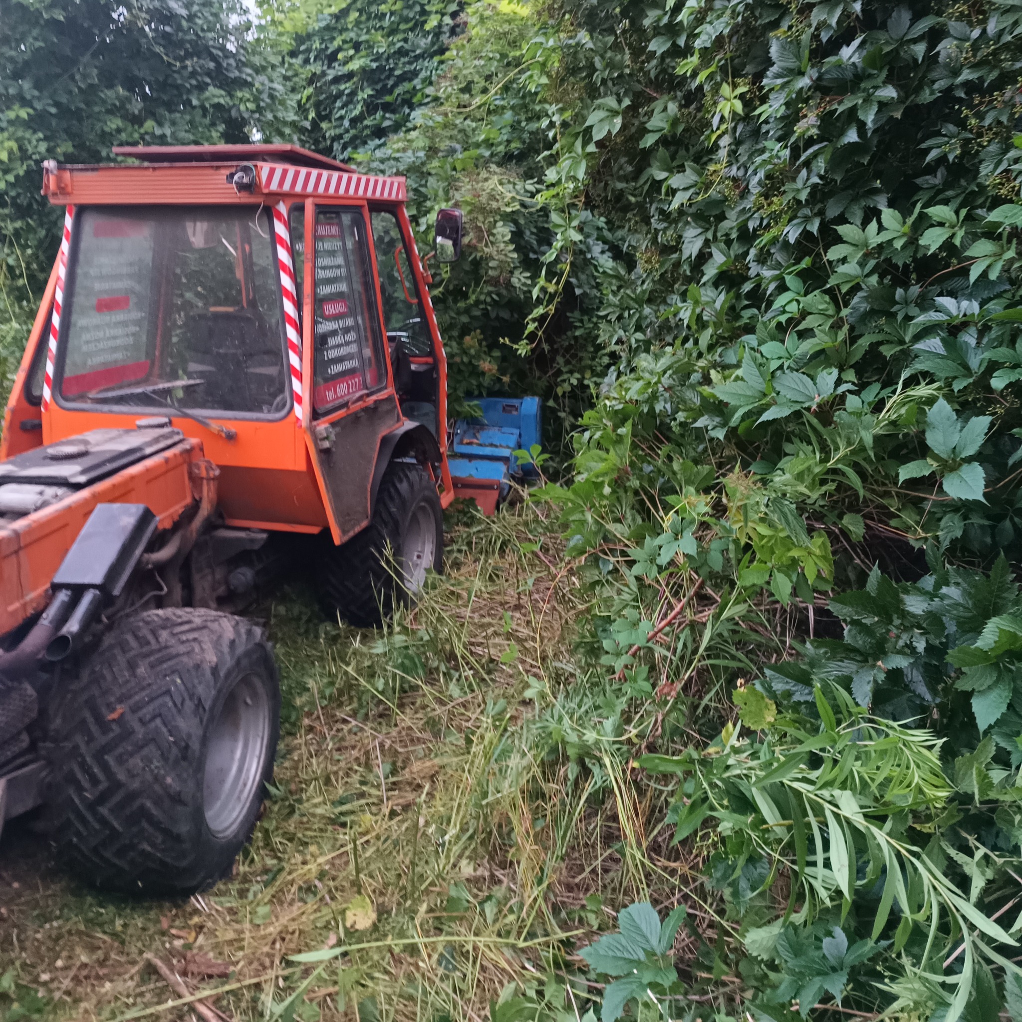 Pomarańczowy traktor z przyczepioną niebieską maszyną stoi na trawie obok gęstych krzewów i ściętych gałęzi.