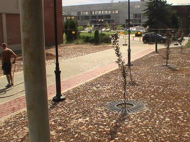 Ułożona kostka brukowa z czerwonym pasem wzdłuż krawędzi, obsypana drobnym kamieniem, z młodymi drzewkami zabezpieczonymi metalowymi osłonami, na tle budynku Politechniki Łódzkiej.