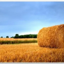 Słoma sucha w Balach 250-300kg.400 szt.