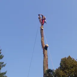 Arborysta w czerwonym kombinezonie, zabezpieczony linami, tnie pień drzewa na dużej wysokości przy użyciu piły spalinowej, widoczne świeże cięcia gałęzi.