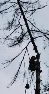 Wycinka drzew trudnych metodą alpinistyczną