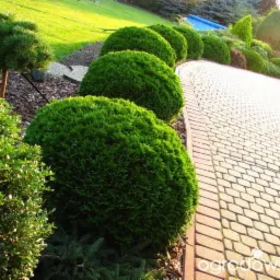 Uformowane krzewy bukszpanu w kulistych kształtach wzdłuż brukowanej ścieżki w zadbanym ogrodzie, z widocznym trawnikiem i innymi roślinami w tle.