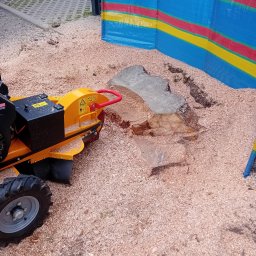 Wycinka drzew Kamień Pomorski 2