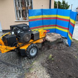 Wycinka drzew Kamień Pomorski 4