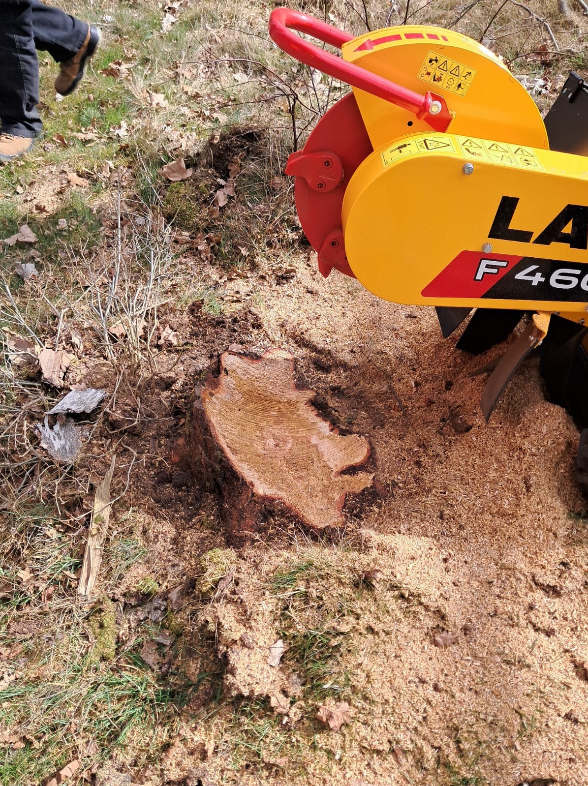 Żółto-czerwona frezarka do pni drzew obok ściętego pnia, otoczona wiórami. Widoczne nogi operatora w brązowych butach.