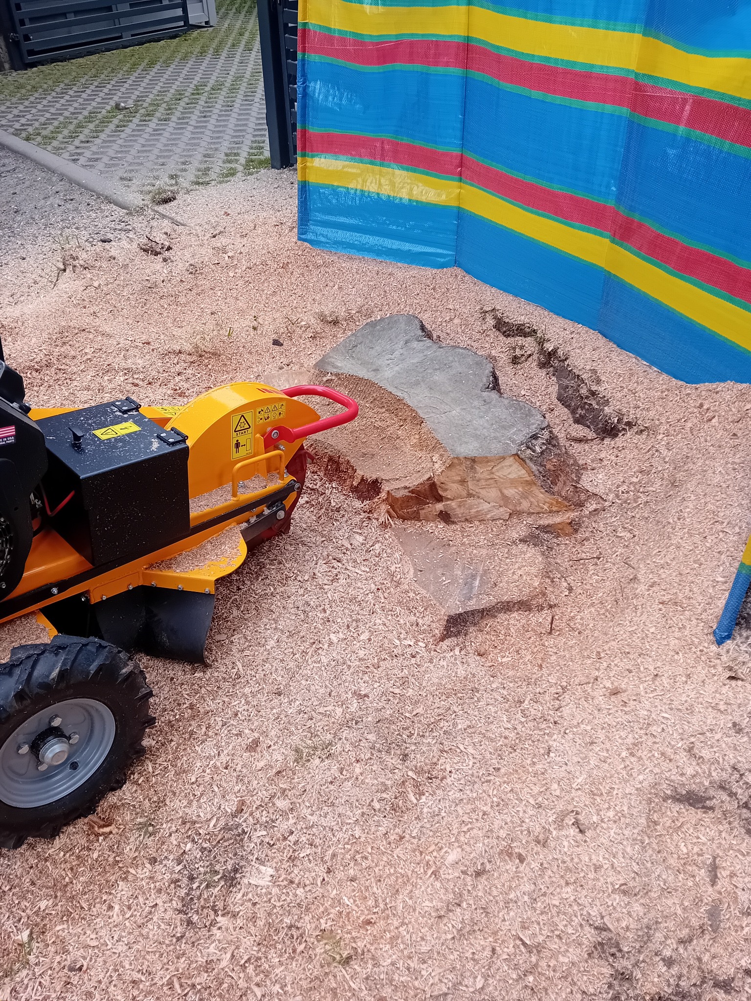 Żółta frezarka do pni drzew w akcji, otoczona wiórami. Widoczny pień po wycince i kolorowa osłona. Sprzęt gotowy do pracy, teren przygotowany.