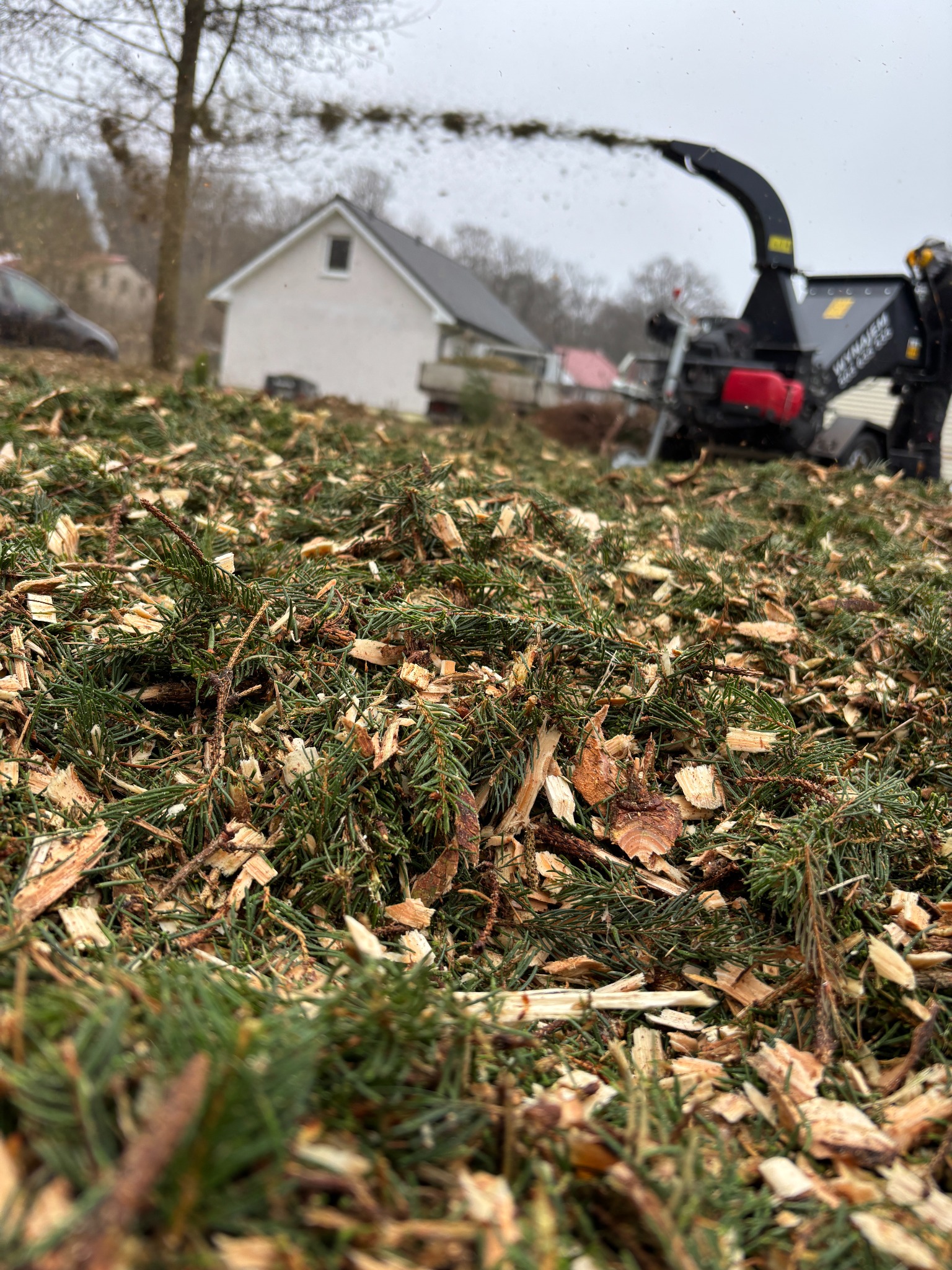 Stos świeżo rozdrobnionych gałęzi iglastych z pracującą w tle rębarką do gałęzi, dom w oddali. Widok z bliska na zrębki.