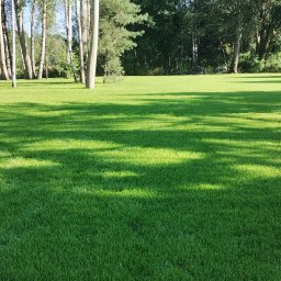 SOSENKA- Adam Wawryło - Rozległy, intensywnie zielony trawnik z widocznymi cieniami drzew, świeżo po koszeniu, z systemem nawadniania, otoczony drzewami i ogrodzeniem.