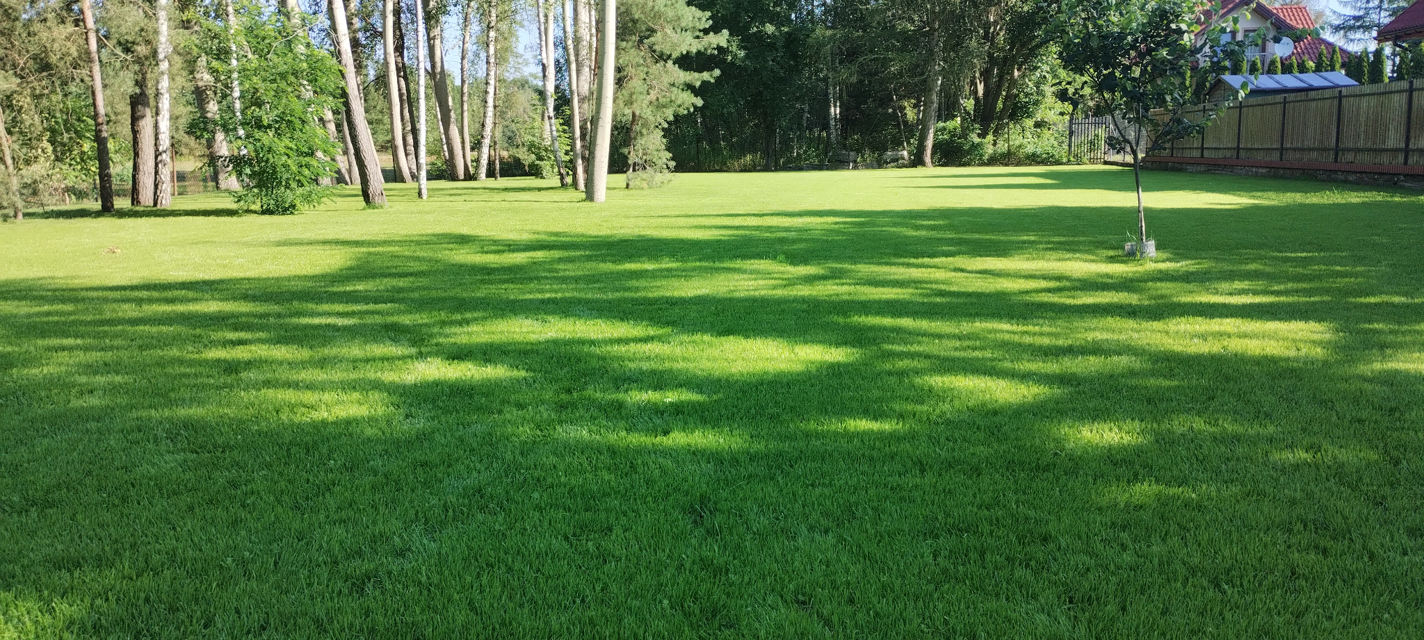 Rozległy, intensywnie zielony trawnik z widocznymi cieniami drzew, świeżo po koszeniu, z systemem nawadniania, otoczony drzewami i ogrodzeniem.
