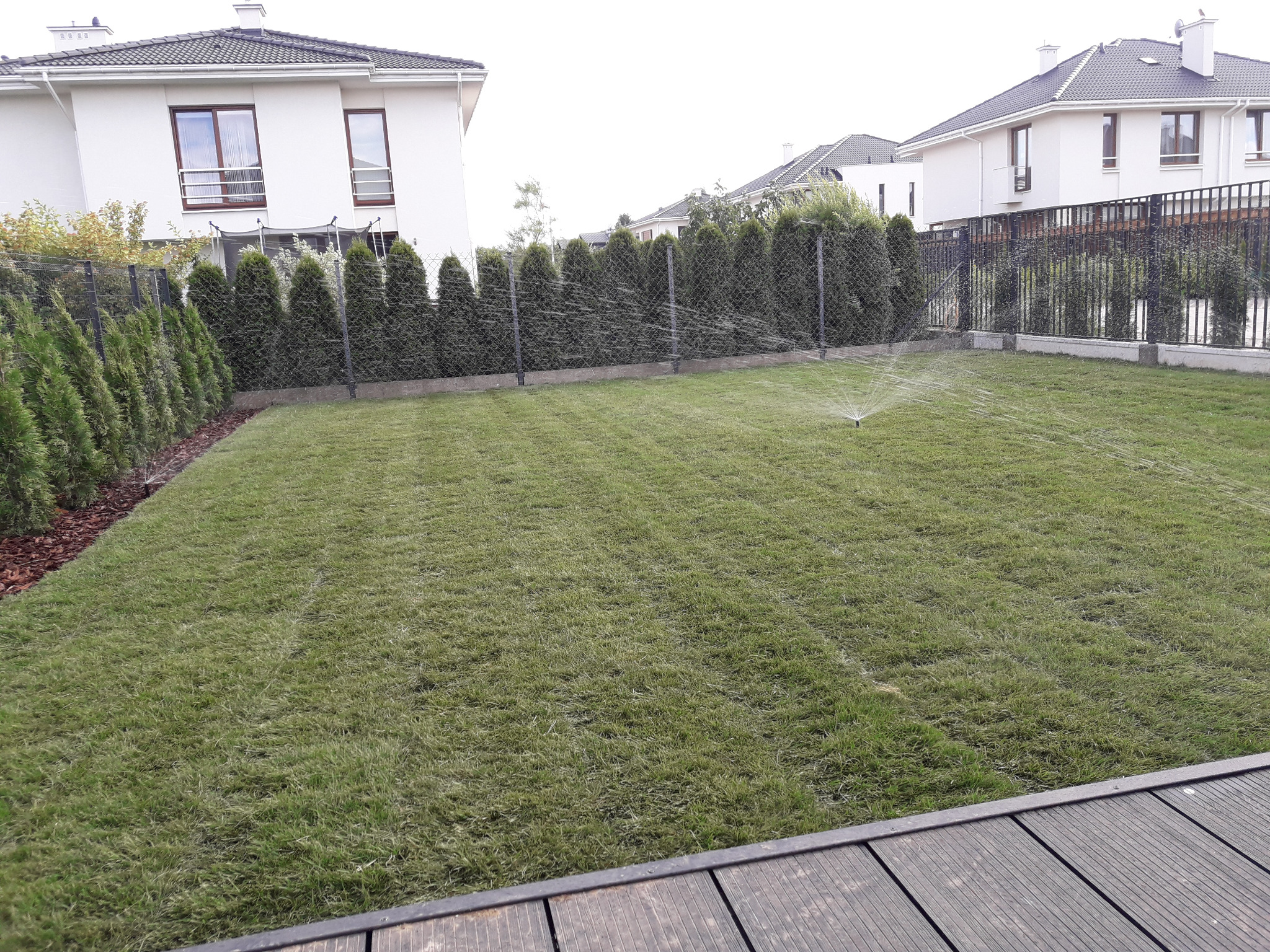 Gotowy trawnik z rolki rozłożony na ogrodzie i podlewany przez system automatycznego nawadniania.