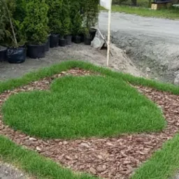 Kreatywny trawnik w kształcie serca z obwódką z kory drzewnej i trawy, dekoracyjne drzewka iglaste w donicach w tle, świeżo wyrównany teren.