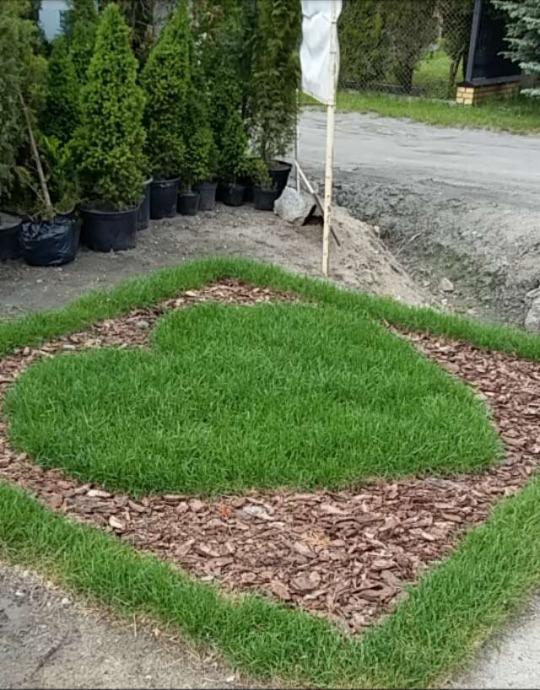 Kreatywny trawnik w kształcie serca z obwódką z kory drzewnej i trawy, dekoracyjne drzewka iglaste w donicach w tle, świeżo wyrównany teren.