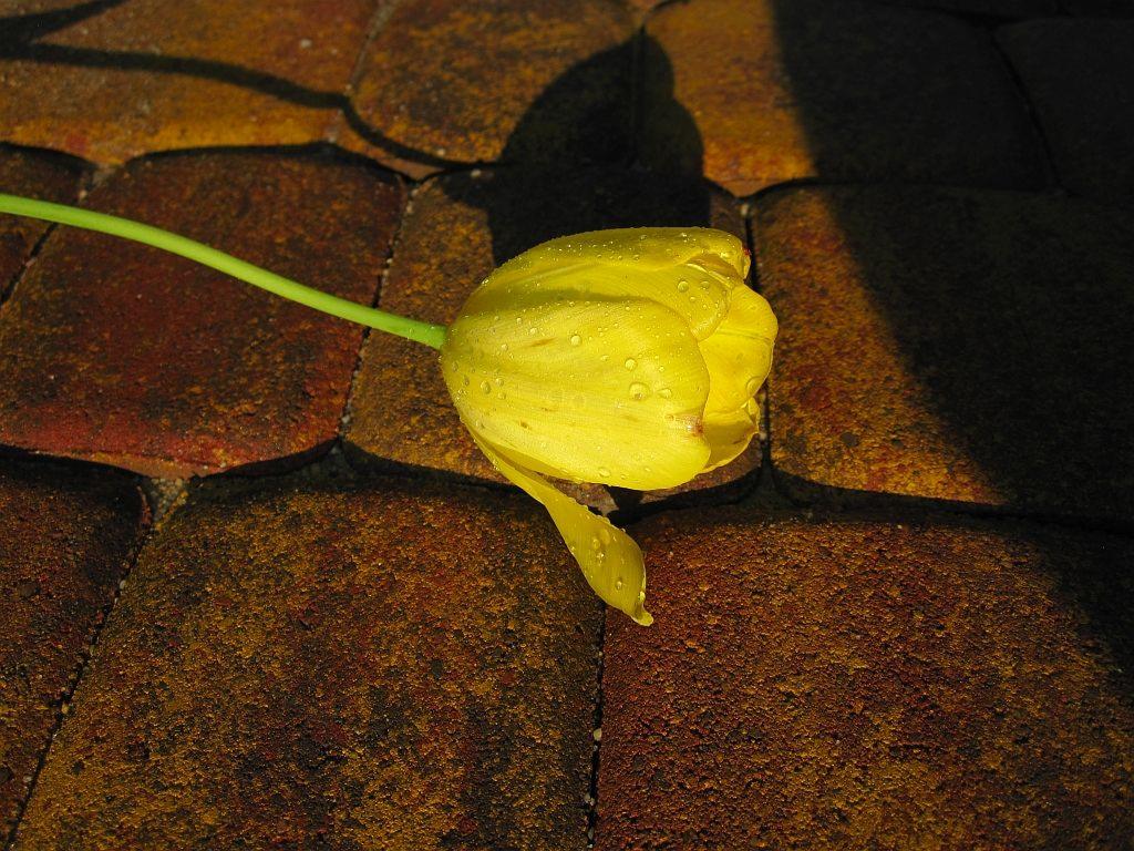 Żółty tulipan z kroplami rosy spoczywa na nierównej, brązowo-pomarańczowej kostce brukowej w kontrastowym oświetleniu, tworzącym głębokie cienie.