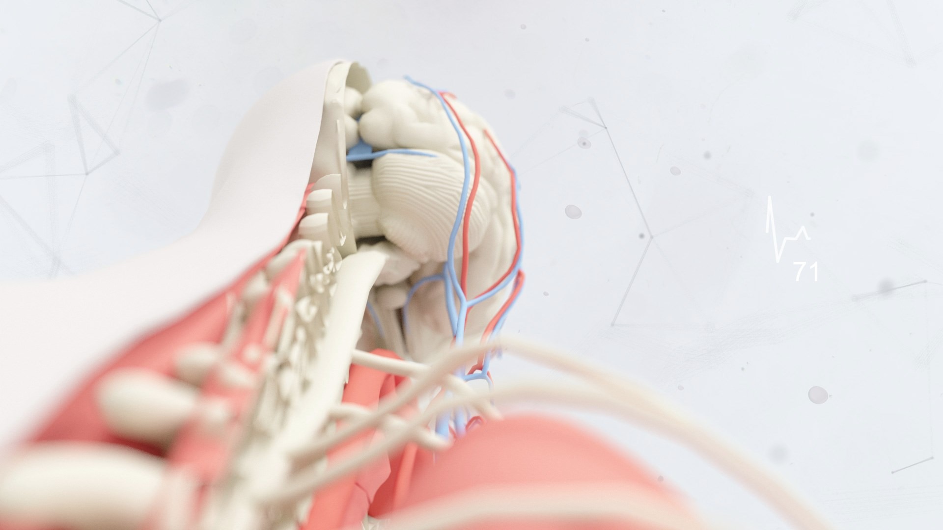 Wizualizacja 3D przekroju ludzkiego ciała z widocznym mózgiem, mięśniami i układem krwionośnym na jasnym tle z elementami graficznymi.