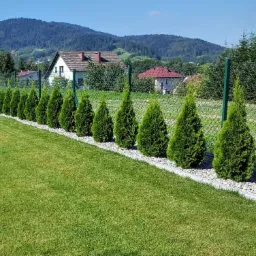 Równy szpaler stożkowych tui 'Smaragd' posadzony wzdłuż ogrodzenia z siatki, oddzielony od trawnika pasem jasnych kamyków i betonową obwódką, w tle domy i zalesione wzgórza.