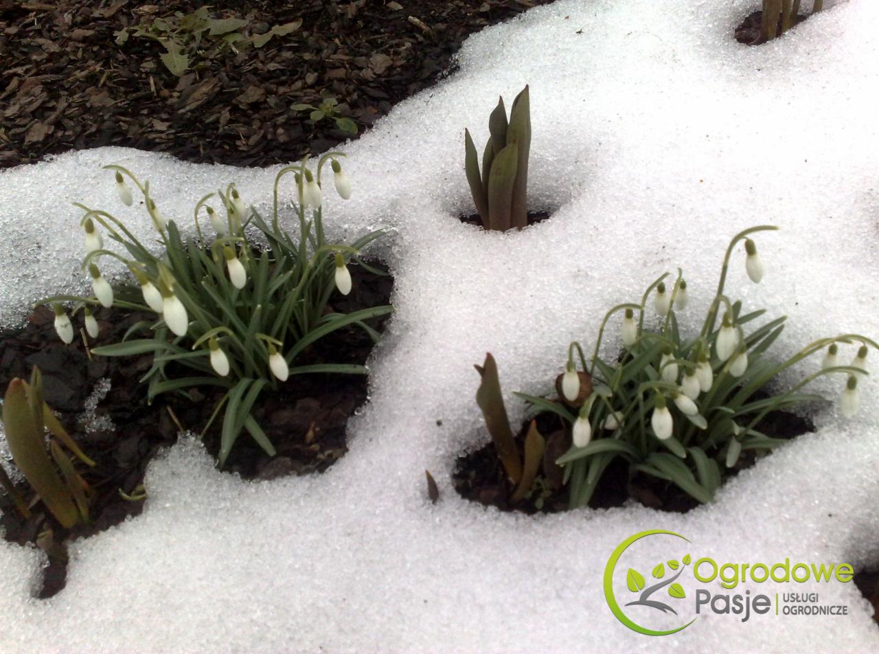 Pielęgnacja ogrodów, Opieka nad ogrodem
