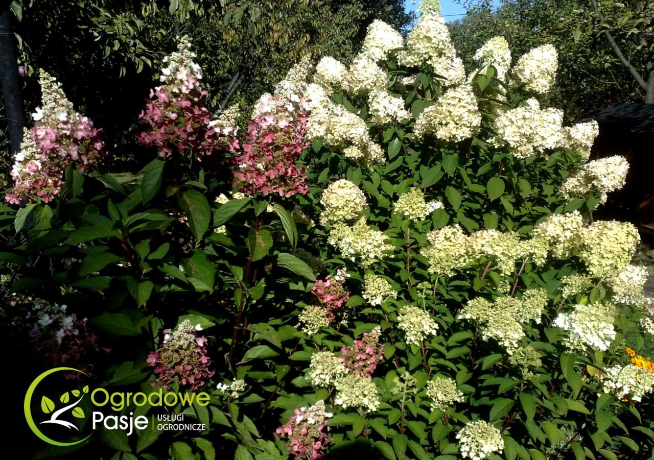 Krzew hortensji bukietowej 'Vanille Fraise' z kwiatami w odcieniach bieli i różu, z logo firmy ogrodniczej w lewym dolnym rogu.