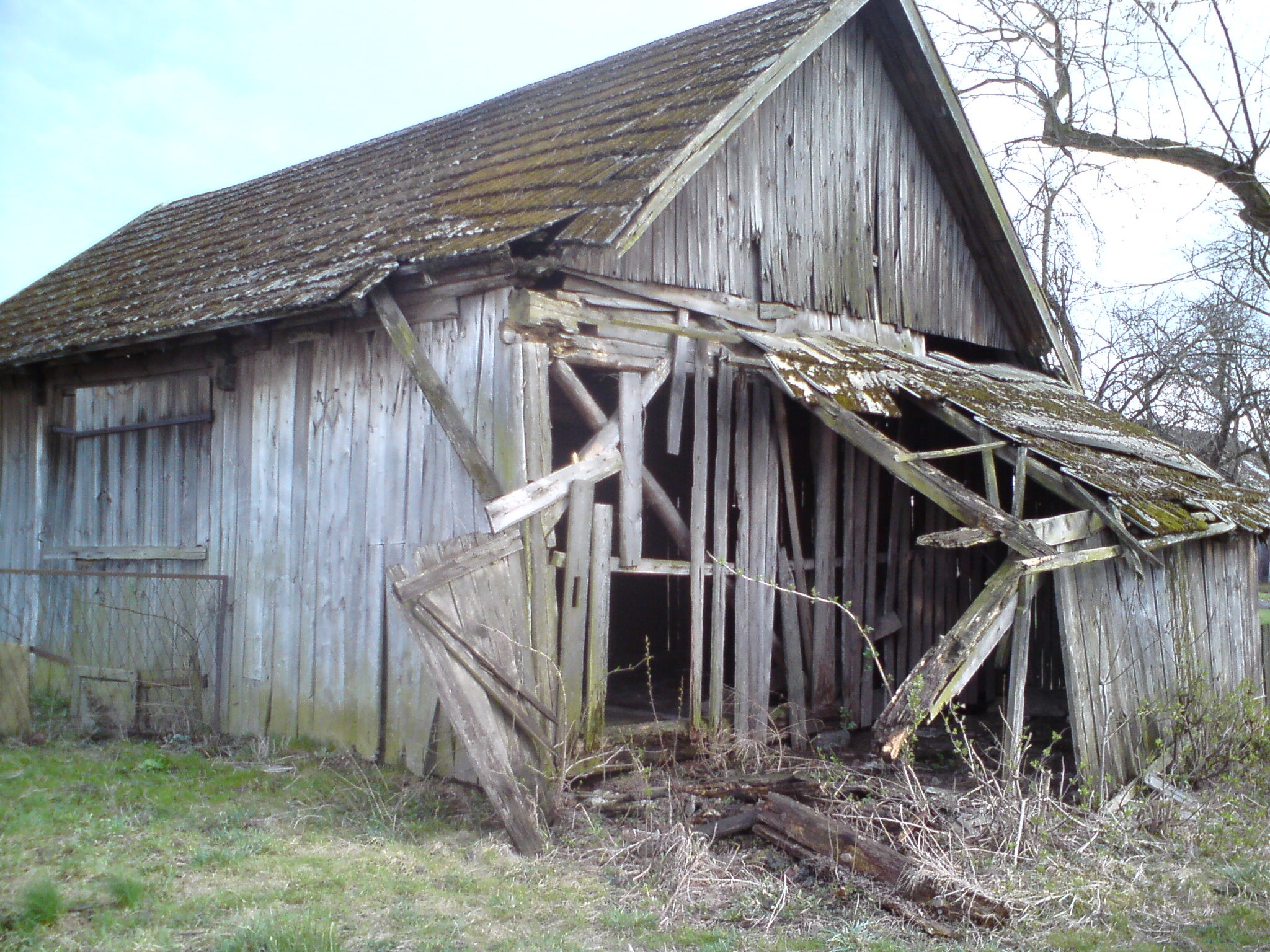Zrujnowana, drewniana stodoła z dziurawym dachem porośniętym mchem, z powybijanymi deskami i przewróconymi drzwiami, otoczona trawą i gałęziami.