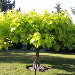 Katalpa kulista z intensywnie zielonymi liśćmi, rosnąca na zadbanym trawniku, oświetlona popołudniowym słońcem, z ozdobną lampą ogrodową u podstawy pnia.