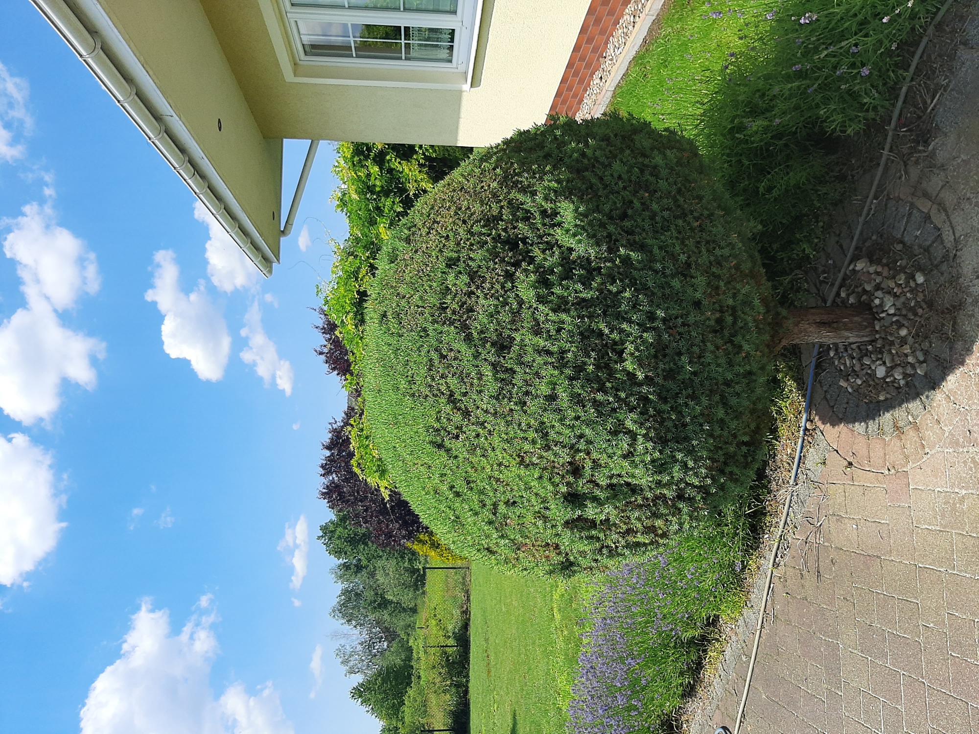 Kula z krzewu iglastego, otoczona kamieniami, rosnąca przy budynku z oknem, obok rabaty z lawendą i trawnika.