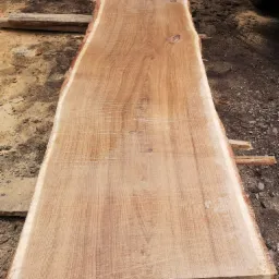 Surowa deska z naturalną krawędzią, ułożona na stosie innych desek na ziemi z drobnymi kamieniami.