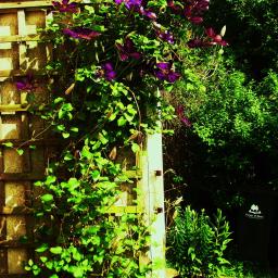 Klematis /ogród w Wlk. Brytanii desined by Ewa Mazur 