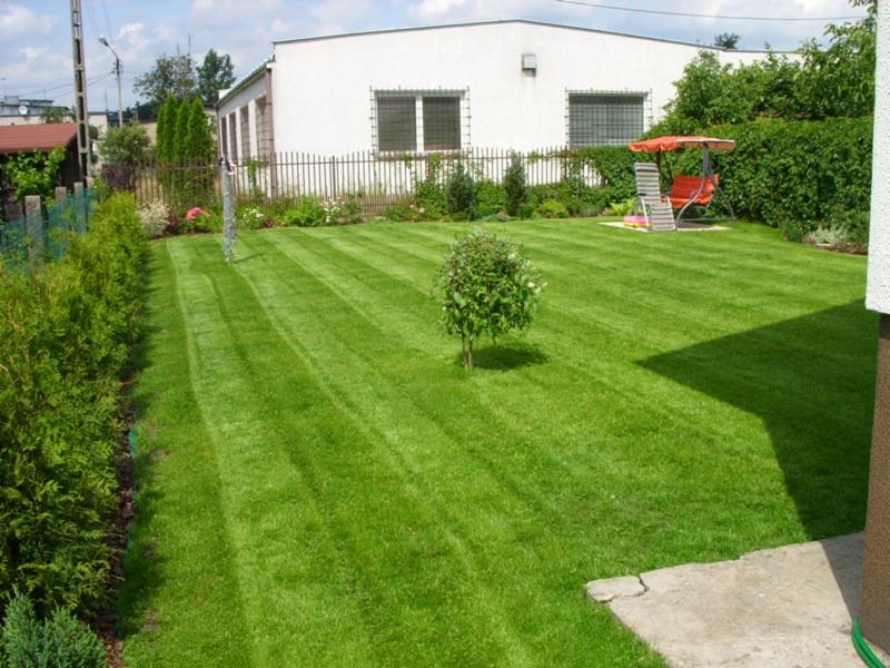 Starannie utrzymany trawnik z równo przystrzyżoną trawą w paski, małe drzewko pośrodku, rząd tuj wzdłuż ogrodzenia, budynek w tle i huśtawka ogrodowa.