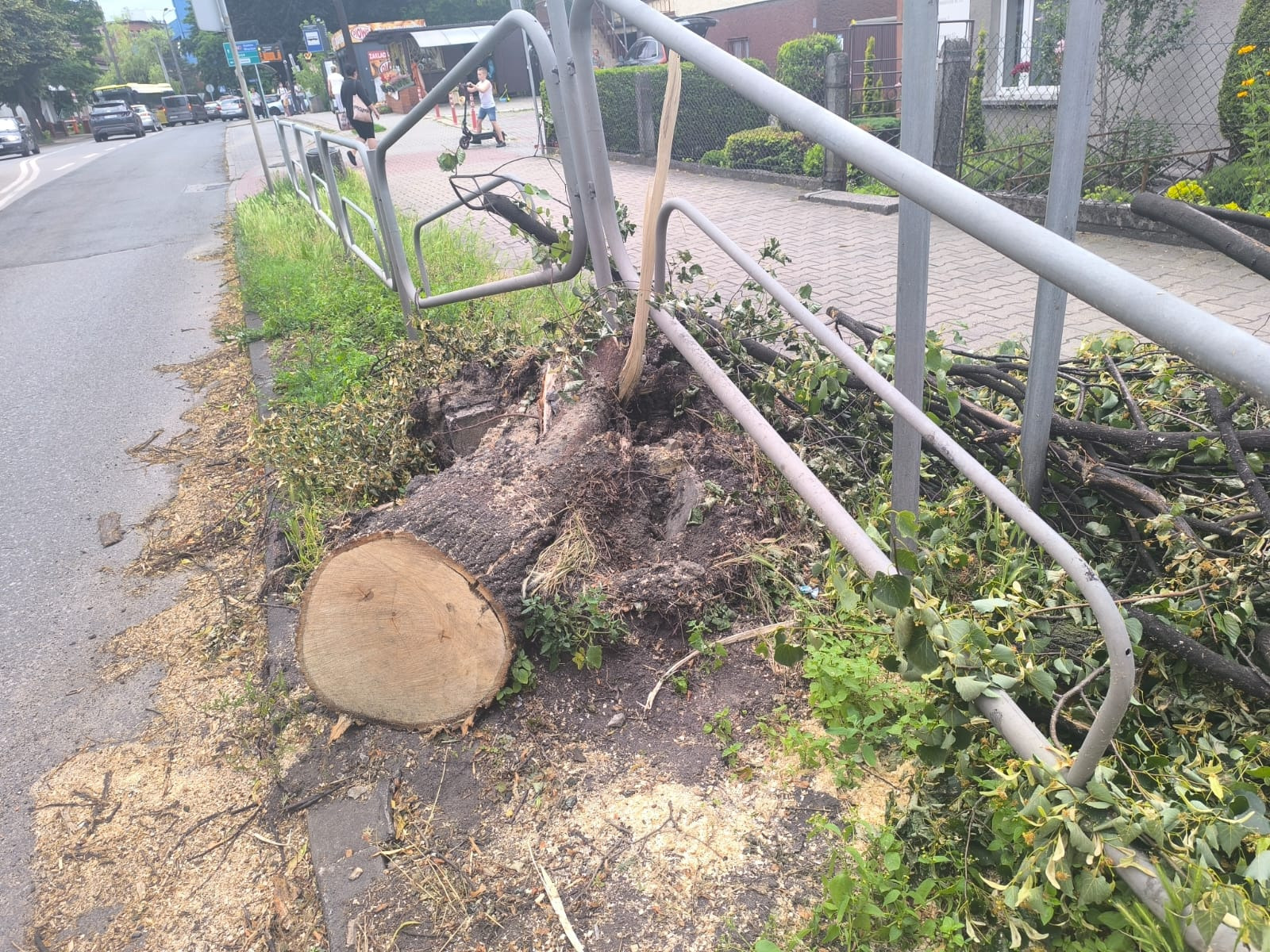 Ścięte drzewo przy chodniku i metalowej barierce, widoczne trociny i gałęzie. Pieniek drzewa leży na ziemi, a część pnia opiera się o barierkę.
