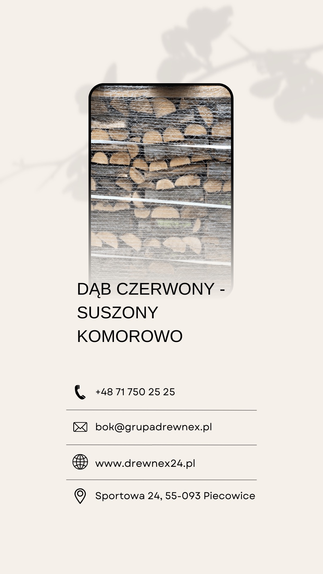 Dąb czerwony suszony