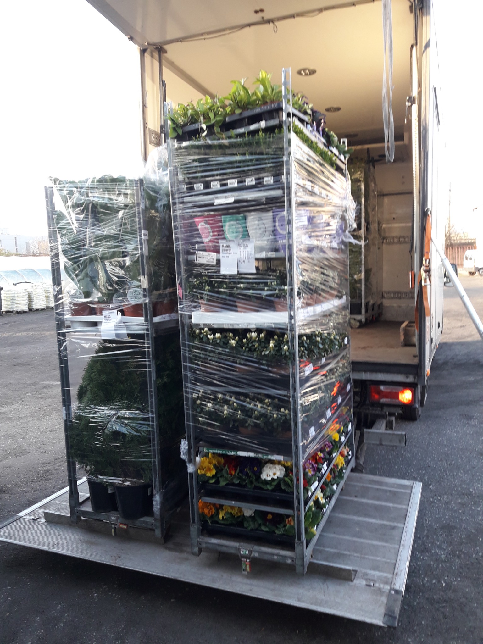 Rośliny doniczkowe, w tym bratki i iglaki, na metalowych regałach zabezpieczonych folią, wyładowywane z windy transportowej samochodu dostawczego.