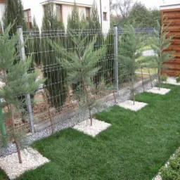 Świeżo posadzone, młode cyprysy 'Blue Arrow' w rzędzie wzdłuż metalowej siatki ogrodzeniowej, z kwadratami z białego żwiru u podstawy, na tle zielonego trawnika.