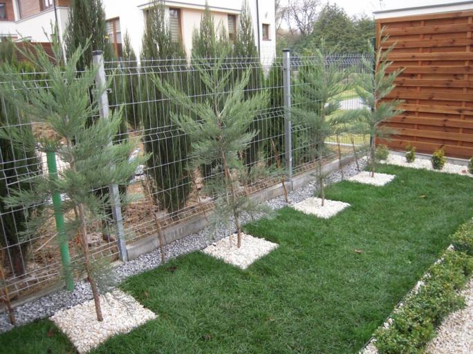 Świeżo posadzone, młode cyprysy 'Blue Arrow' w rzędzie wzdłuż metalowej siatki ogrodzeniowej, z kwadratami z białego żwiru u podstawy, na tle zielonego trawnika.