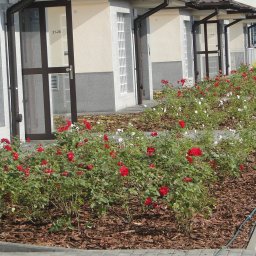 Biało-czerwone róże posadzone przed blokiem na osiedlu Złocień w Krakowie