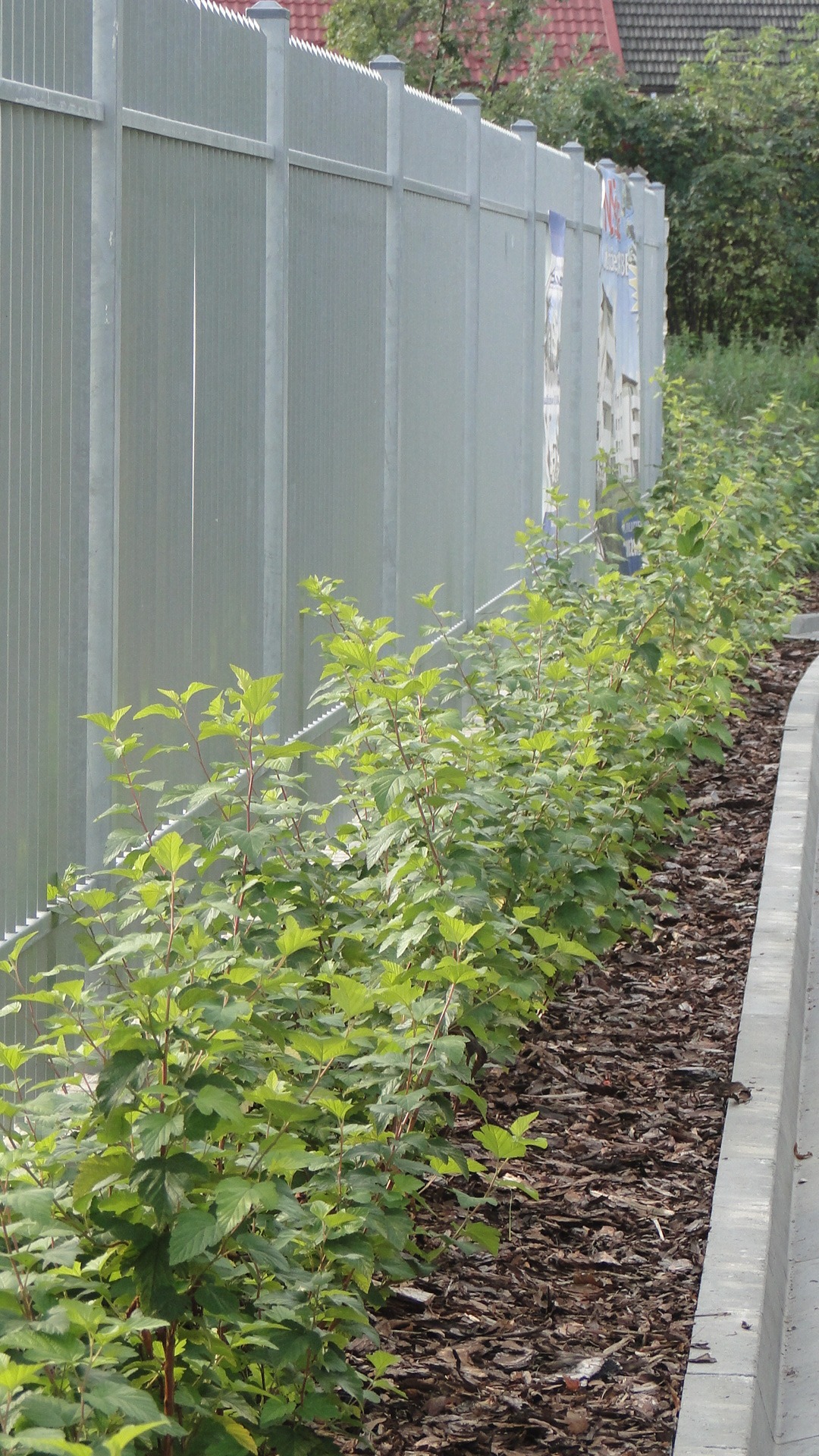 Młody żywopłot z krzewów zasadzony wzdłuż metalowego ogrodzenia, kora rozsypana na ziemi, widoczne szare elementy betonowe.