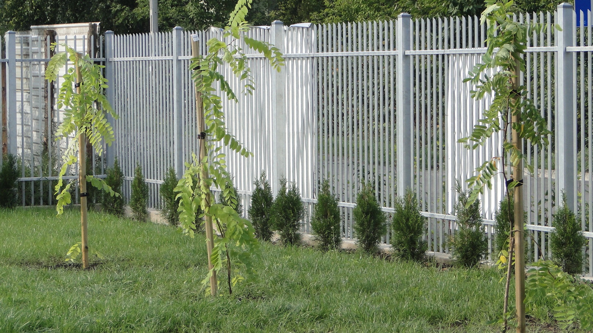 Młode drzewka z podparciem posadzone w rzędzie wzdłuż nowoczesnego, metalowego ogrodzenia panelowego, z niskimi krzewami iglastymi w tle.