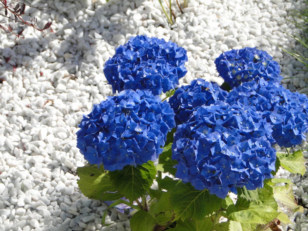 Kępa intensywnie niebieskich hortensji na tle białego żwiru w słonecznym ogrodzie.