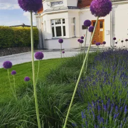 Kwitnące czosnki ozdobne w rabacie przy reprezentacyjnym budynku z czerwoną dachówką, w tle trawnik i strzyżony żywopłot.