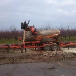 Mobilna traka tnąca kłodę drewna na tle sadu z drzewami bez liści, widoczne trociny i błoto.