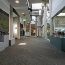 Szara wykładzina dywanowa w długim korytarzu muzeum w Czerwonaku, z widocznymi eksponatami i fotografią ptactwa wodnego na ścianie.