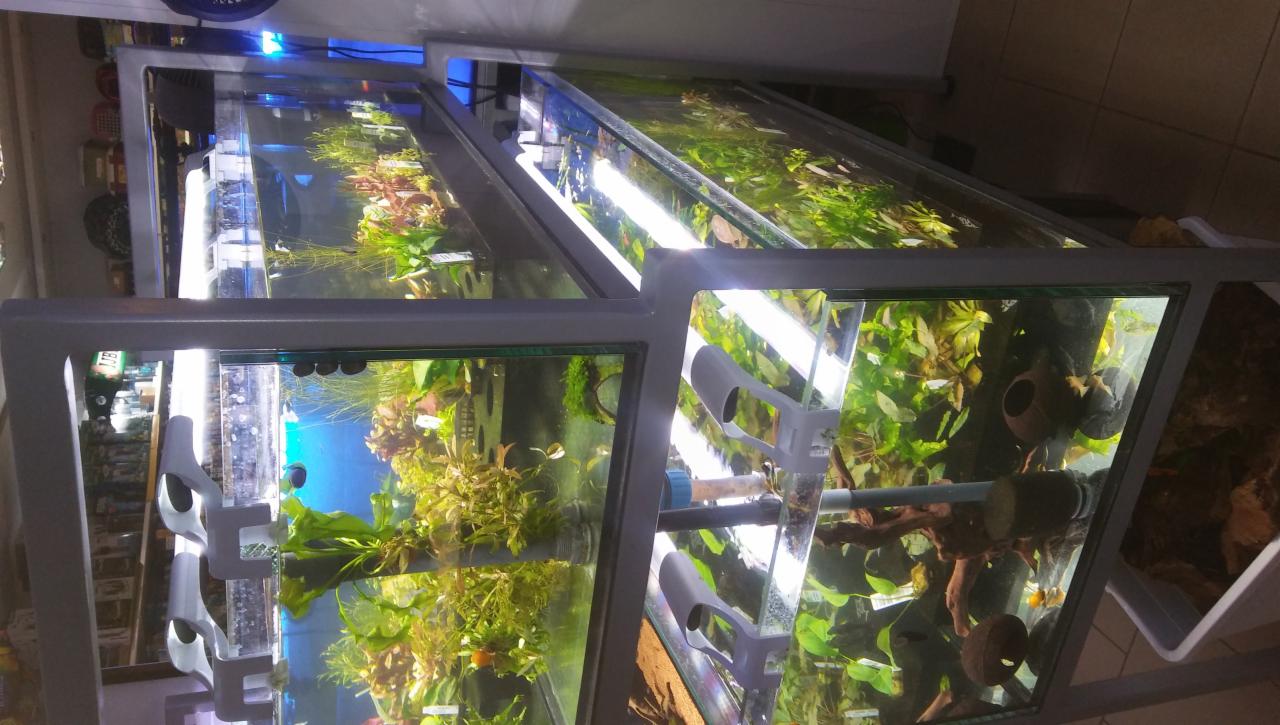 Rząd akwariów z roślinami i rybami, oświetlonych lampami, umieszczonych na metalowym stelażu z szarego profilu.