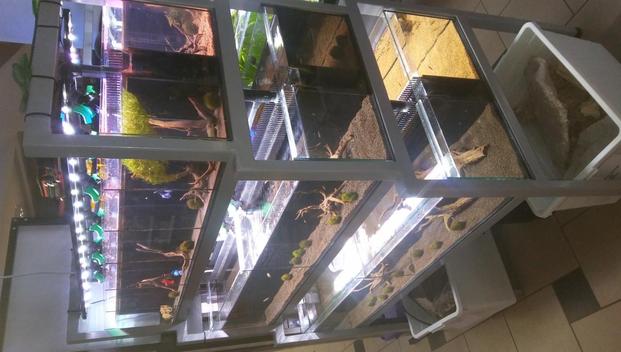 Stojak z wieloma akwariami, każde z różnym wystrojem: piasek, korzenie, rośliny wodne, oświetlenie LED.