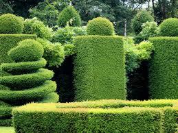 Równomiernie przycięte żywopłoty z bukszpanu formowane w geometryczne kształty i spiralę na tle zieleni w zadbanym ogrodzie.