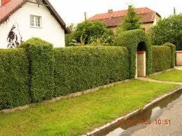 Przycinanie żywopłotów