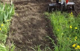 Glebogryzarka spulchnia ziemię w ogrodzie, widoczny świeżo obrobiony fragment gruntu sąsiadujący z nieobrobioną trawą i roślinami.