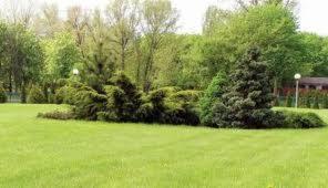 trawniki - zakładanie, koszenie, pielęgnacja