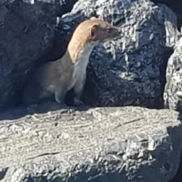 Łasica stoi na szarych kamieniach, patrząc w prawo