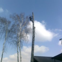 Sekcyjne usuwanie drzewa