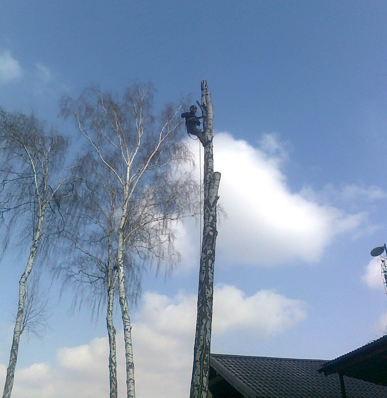 Sekcyjne usuwanie drzewa