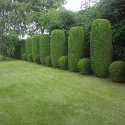 Rząd równo przyciętych, kolumnowych i kulistych krzewów iglastych w ogrodzie, z zielonym trawnikiem i drzewami w tle.